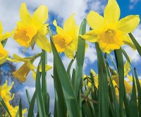 daffodils